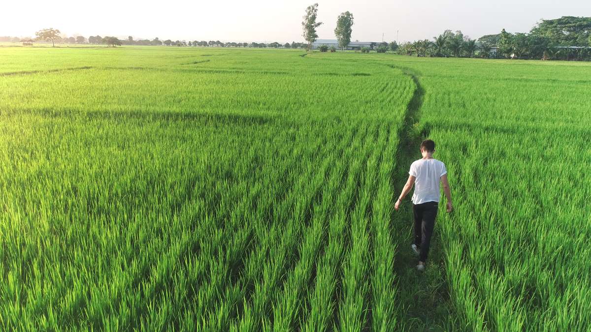 Man Walking In A Meadow