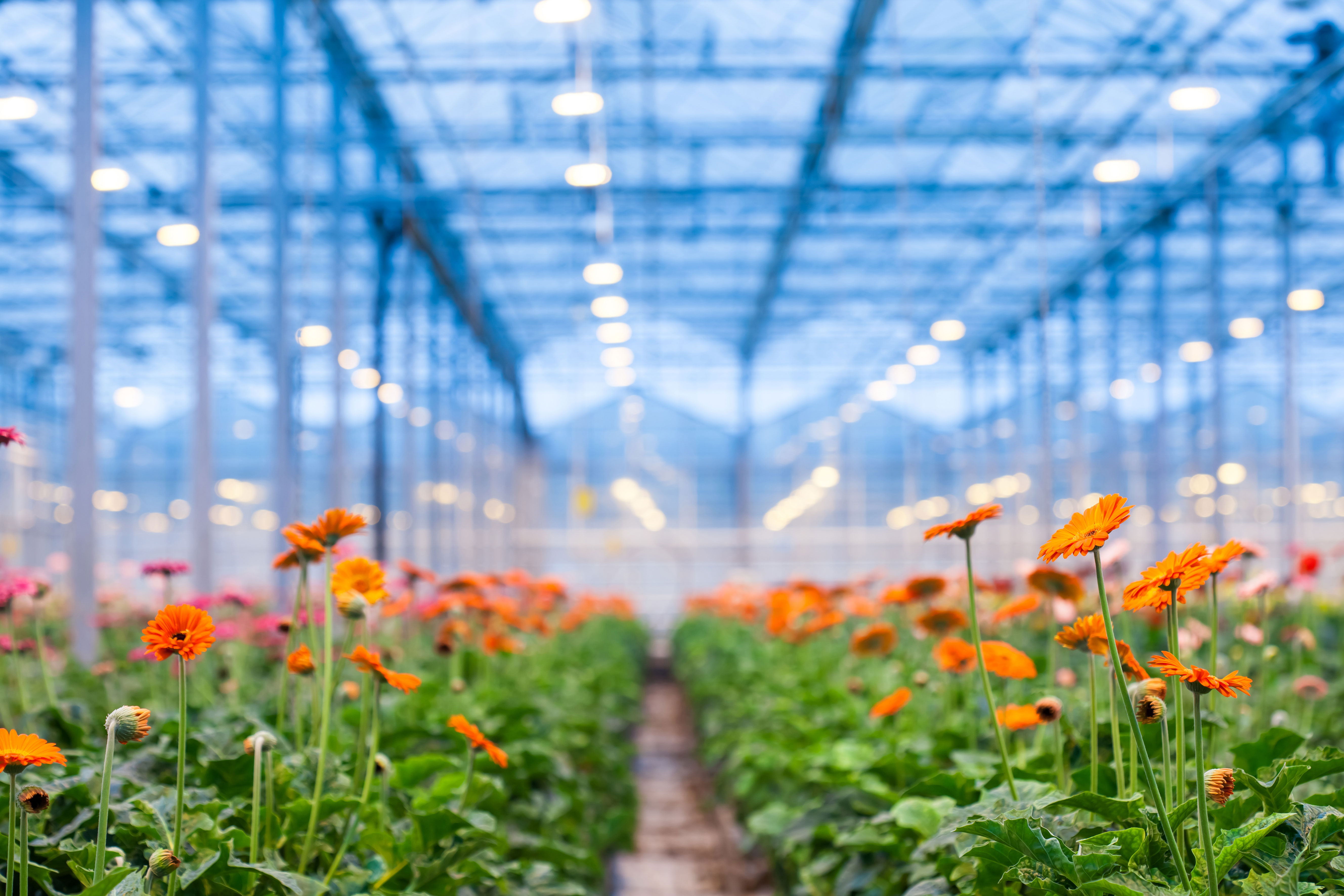 Gerbera Plantation