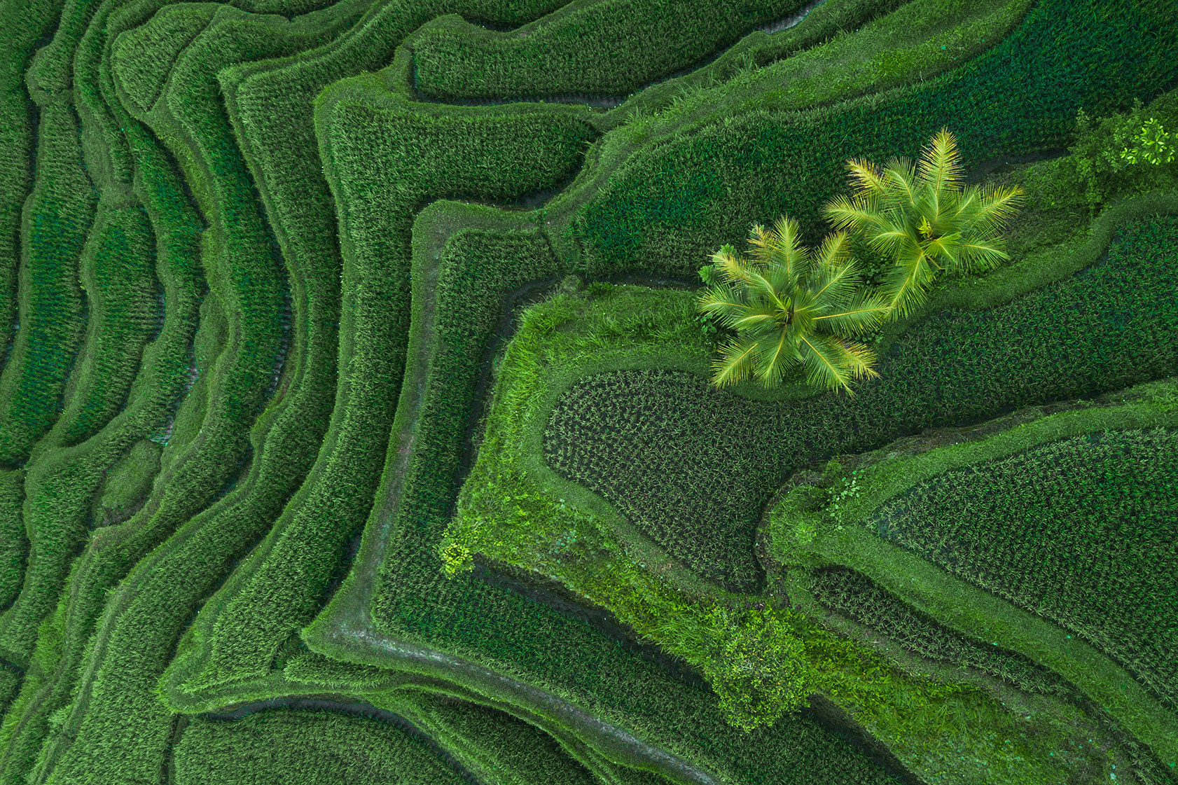 Rice Terraces Bali Aerial