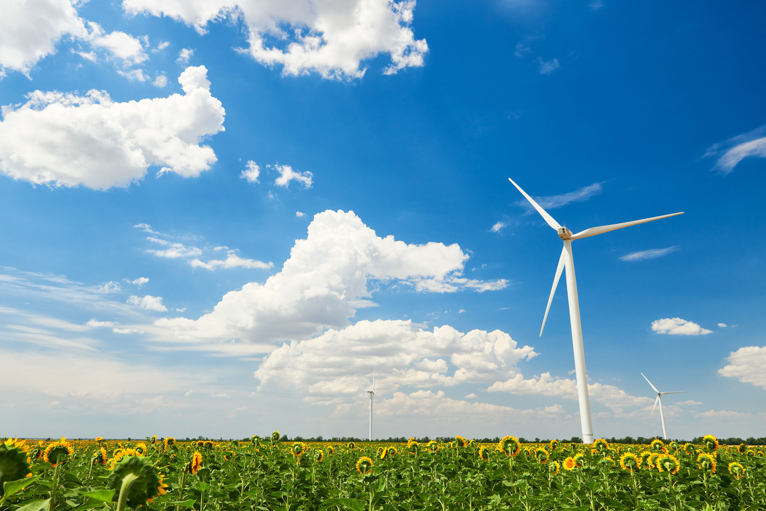 Wind Generators In Sunflower Field Wind Generators In Sunflower Field